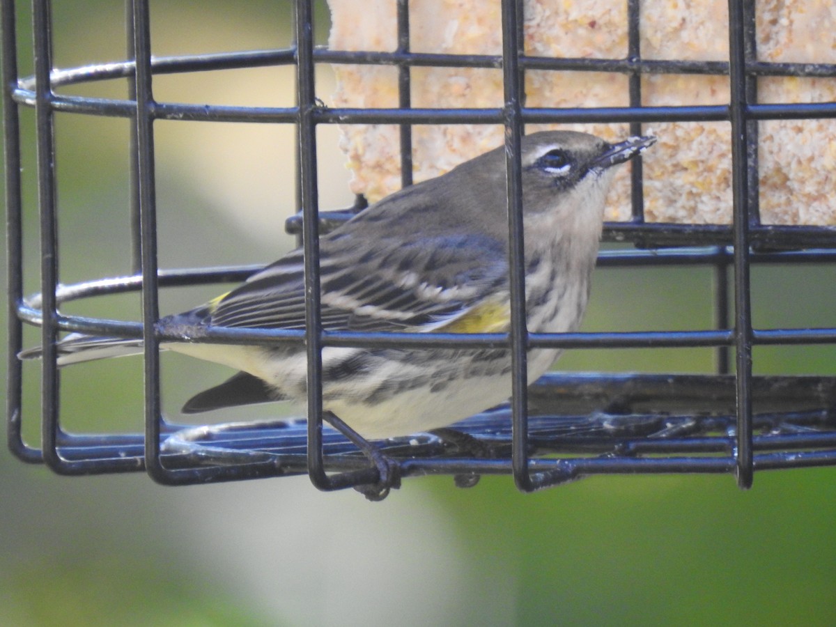 Yellow-rumped Warbler - Glenn Hodgkins