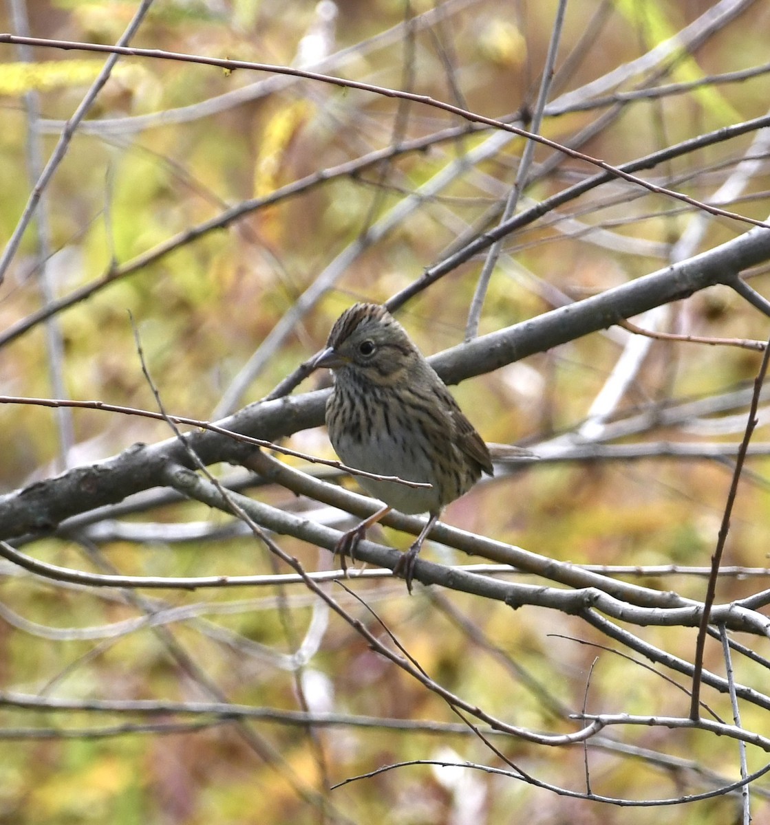 Lincoln's Sparrow - ML494391711