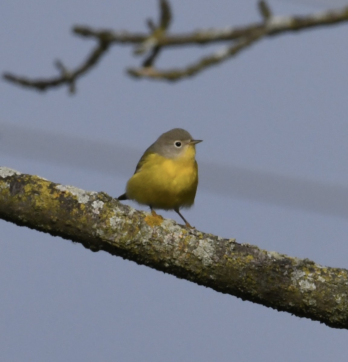 Nashville Warbler - Jonathan Heller