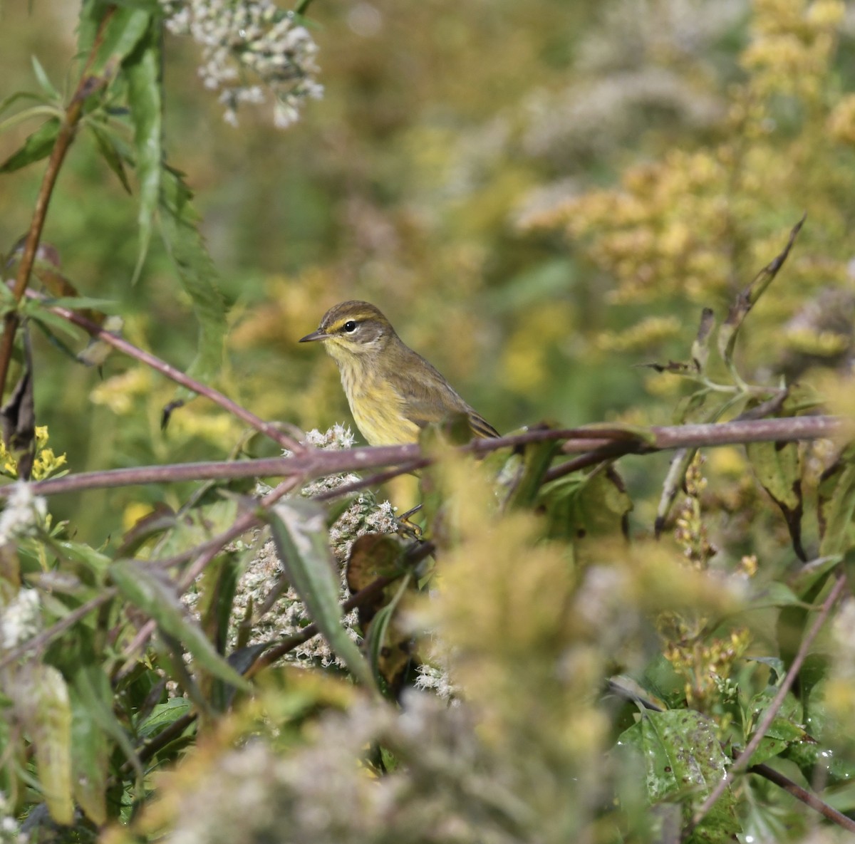 Palm Warbler - ML494391981