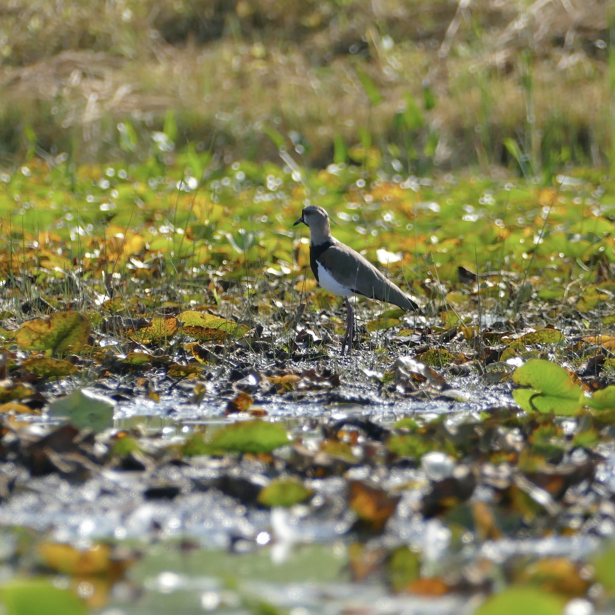 Southern Lapwing - Laurie Johnson