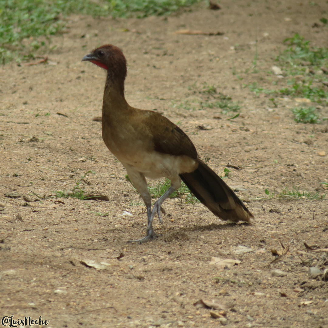 Chachalaca Alirroja - ML494393561