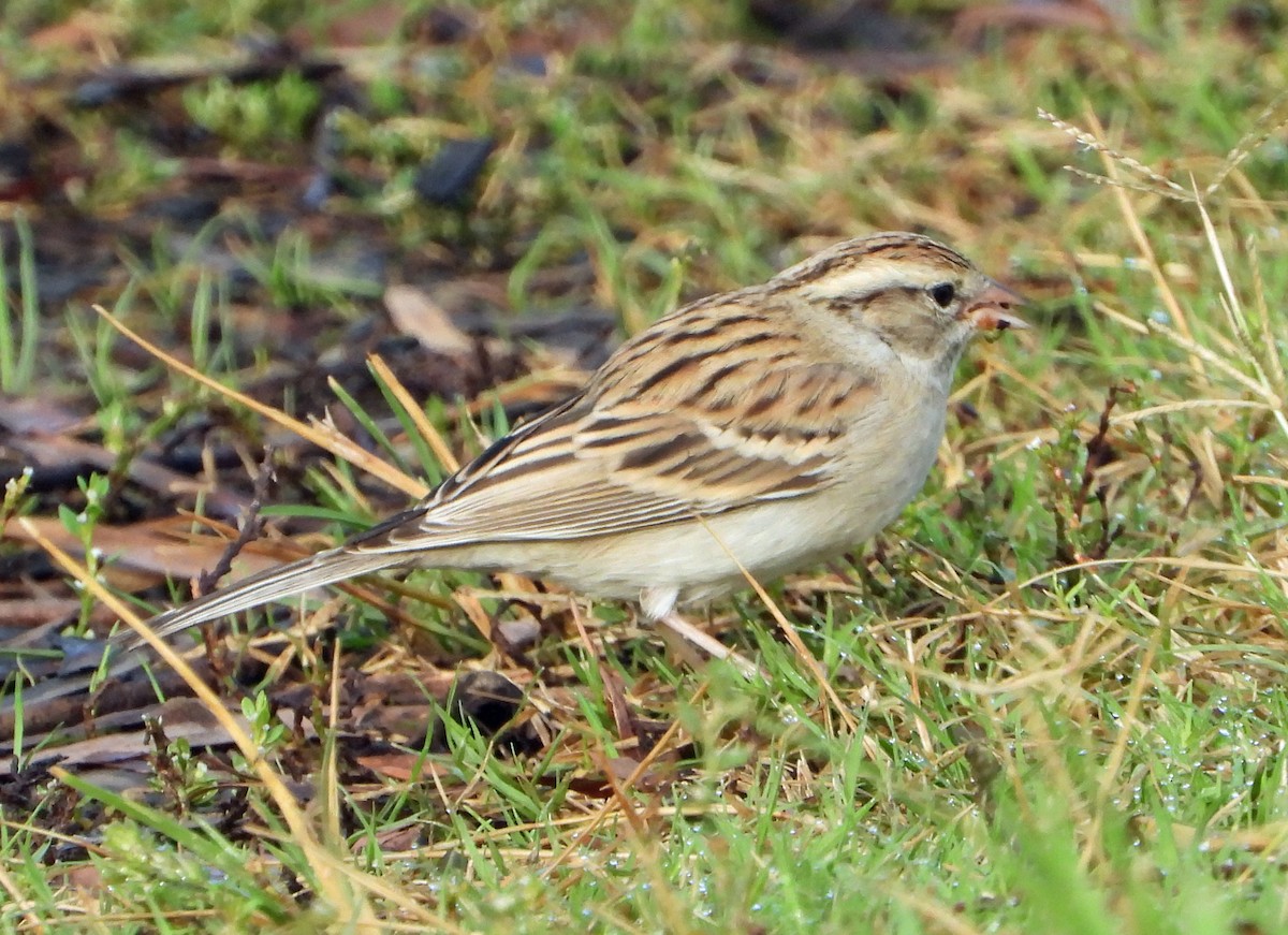 Chipping Sparrow - ML494394141