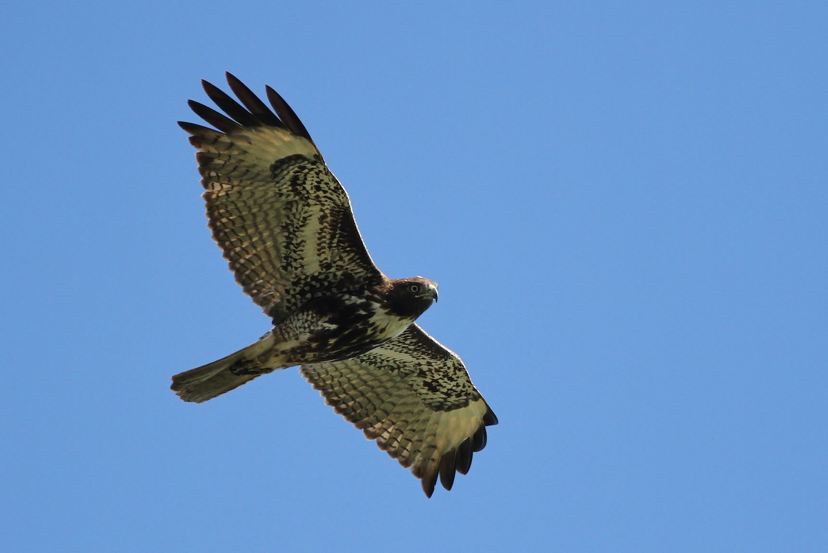 Red-tailed Hawk - Alex Lamoreaux