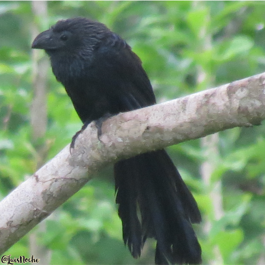 Groove-billed Ani - ML494395271