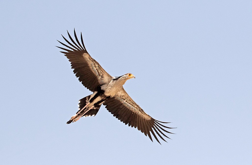 Secretarybird - Peter Candido