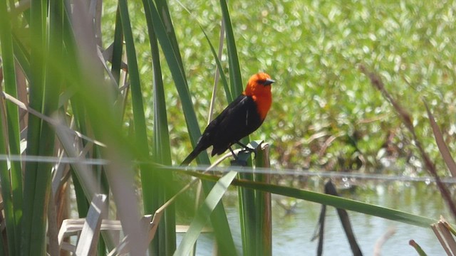 Scarlet-headed Blackbird - ML494398971