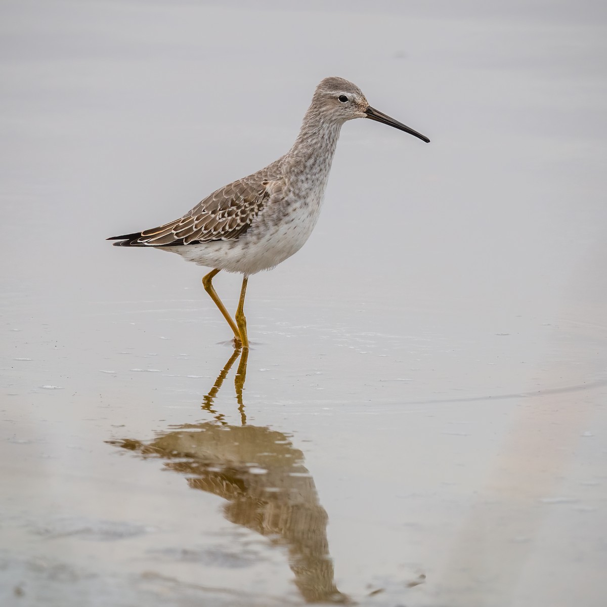 Stilt Sandpiper - ML494401161