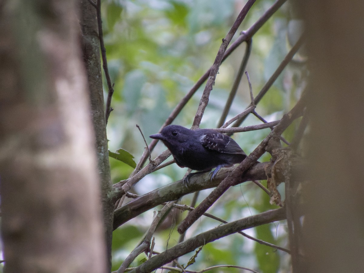 Plumbeous Antvireo - ML494401431