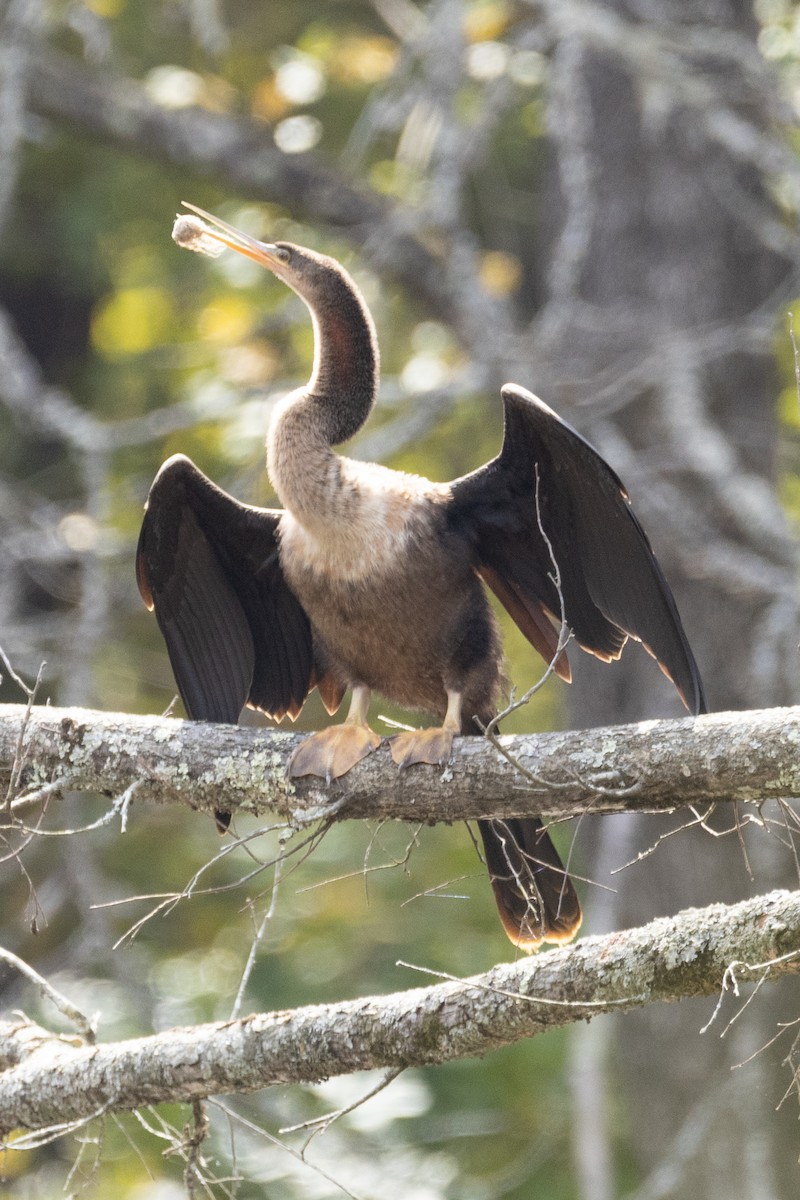 Anhinga Americana - ML494401571