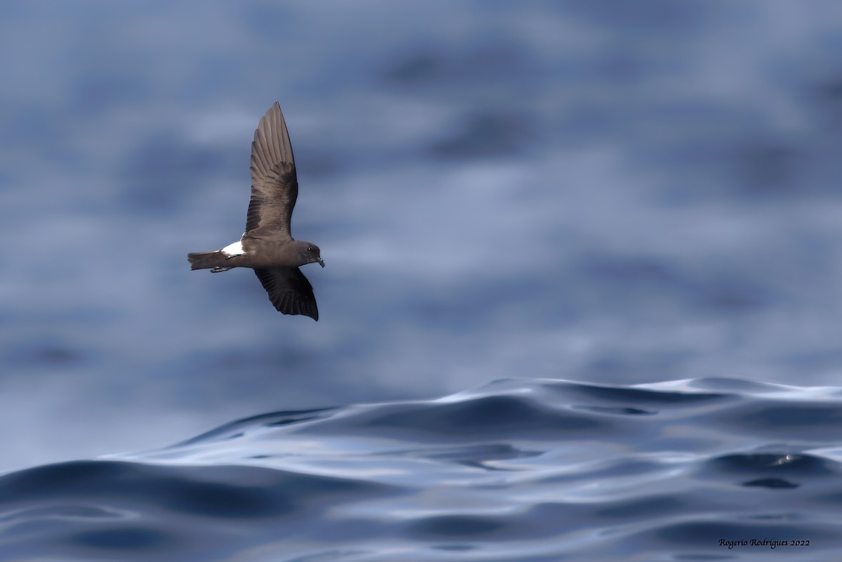 Band-rumped Storm-Petrel (Grant's) - Rogério Rodrigues