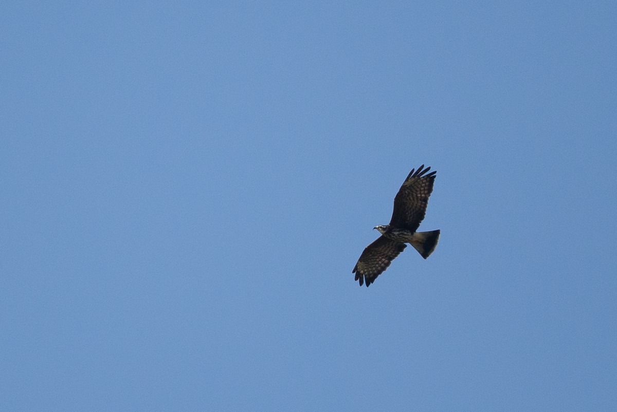 Snail Kite - Chris Wood