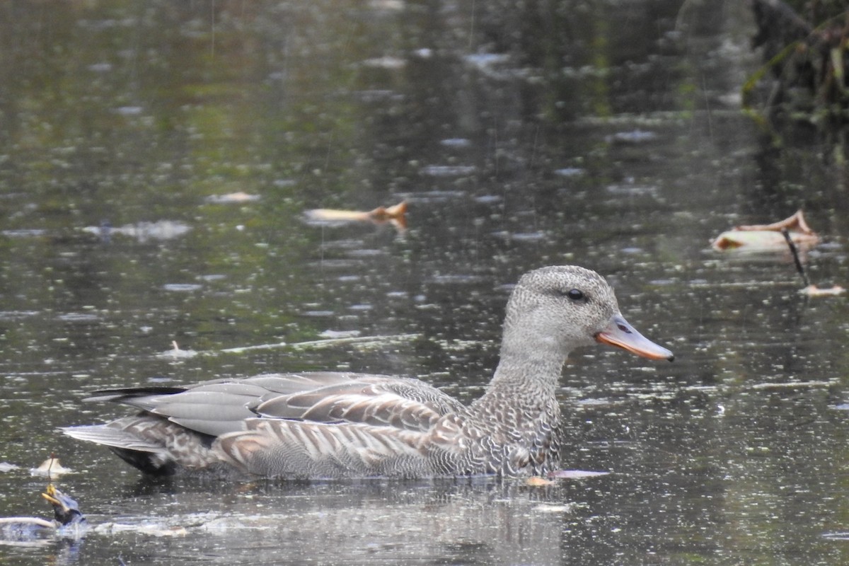 Gadwall - ML494403361