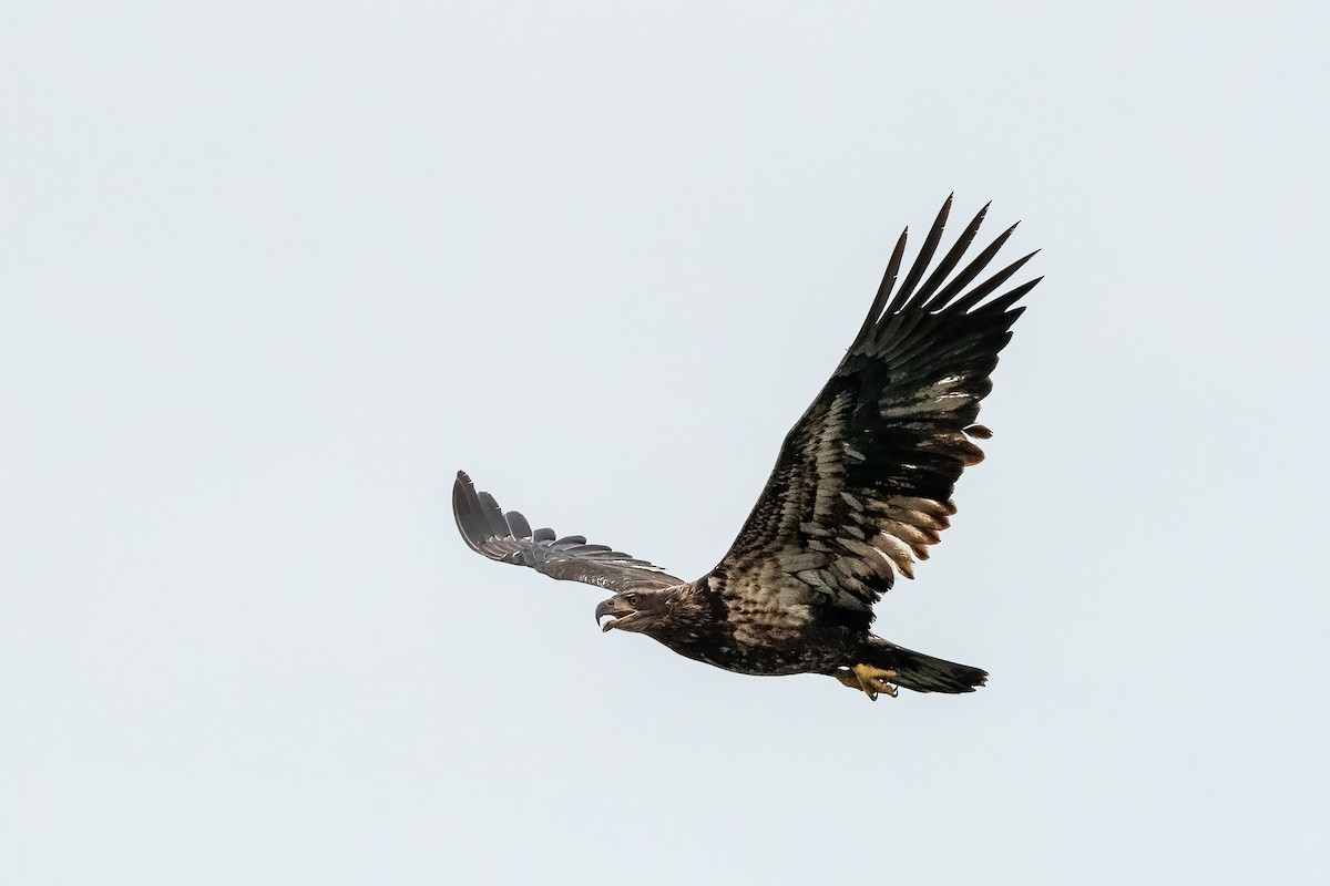 Bald Eagle - Eric Nally