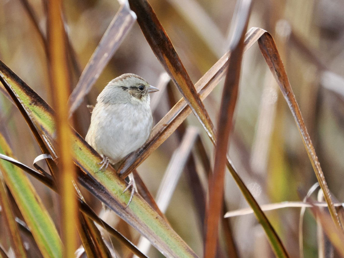 Swamp Sparrow - ML494404131