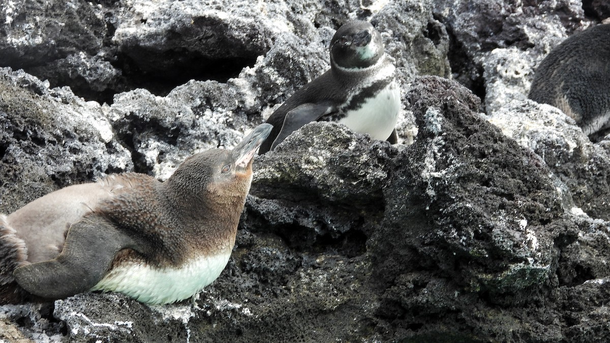 Galapagos Penguin - Alan Green