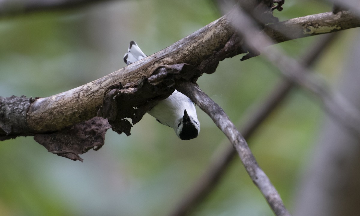 White-breasted Nuthatch - ML494406711