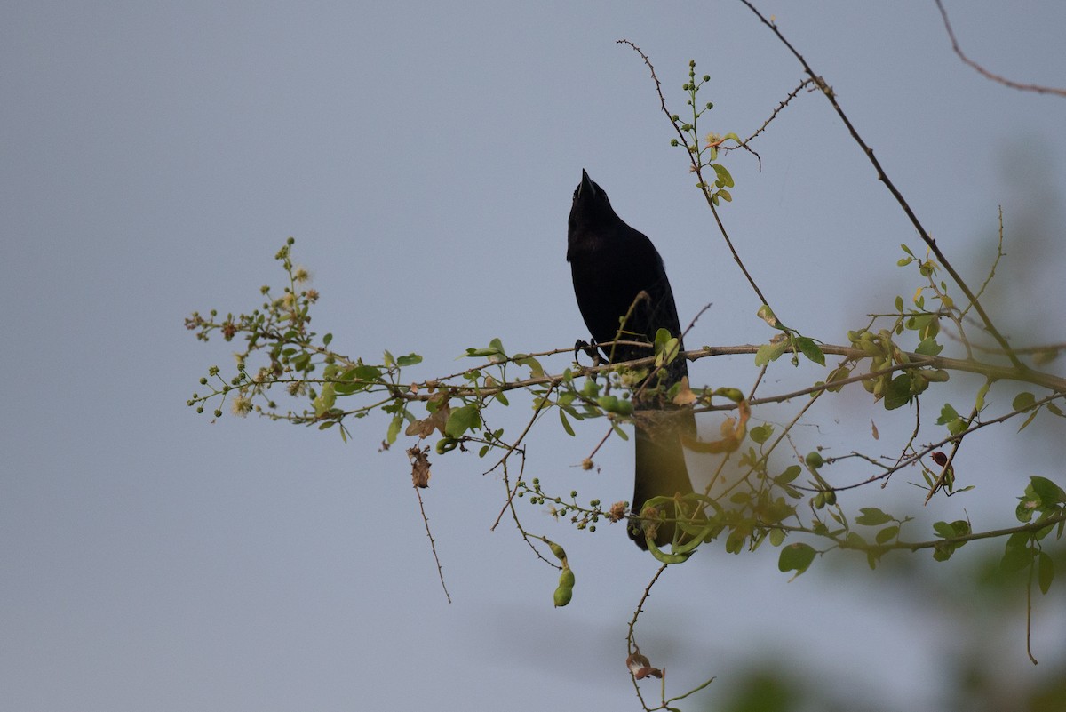 Shiny Cowbird - Chris Wood