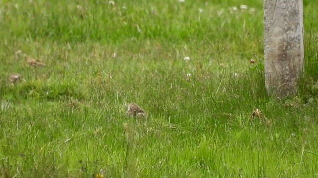 Andean Lapwing - ML494407361