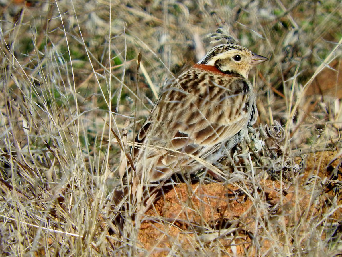 Chestnut-collared Longspur - ML49440751
