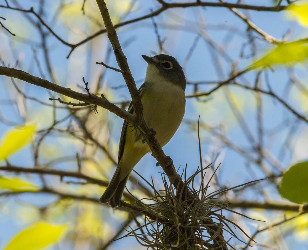 Mavi Başlı Vireo - ML49440821