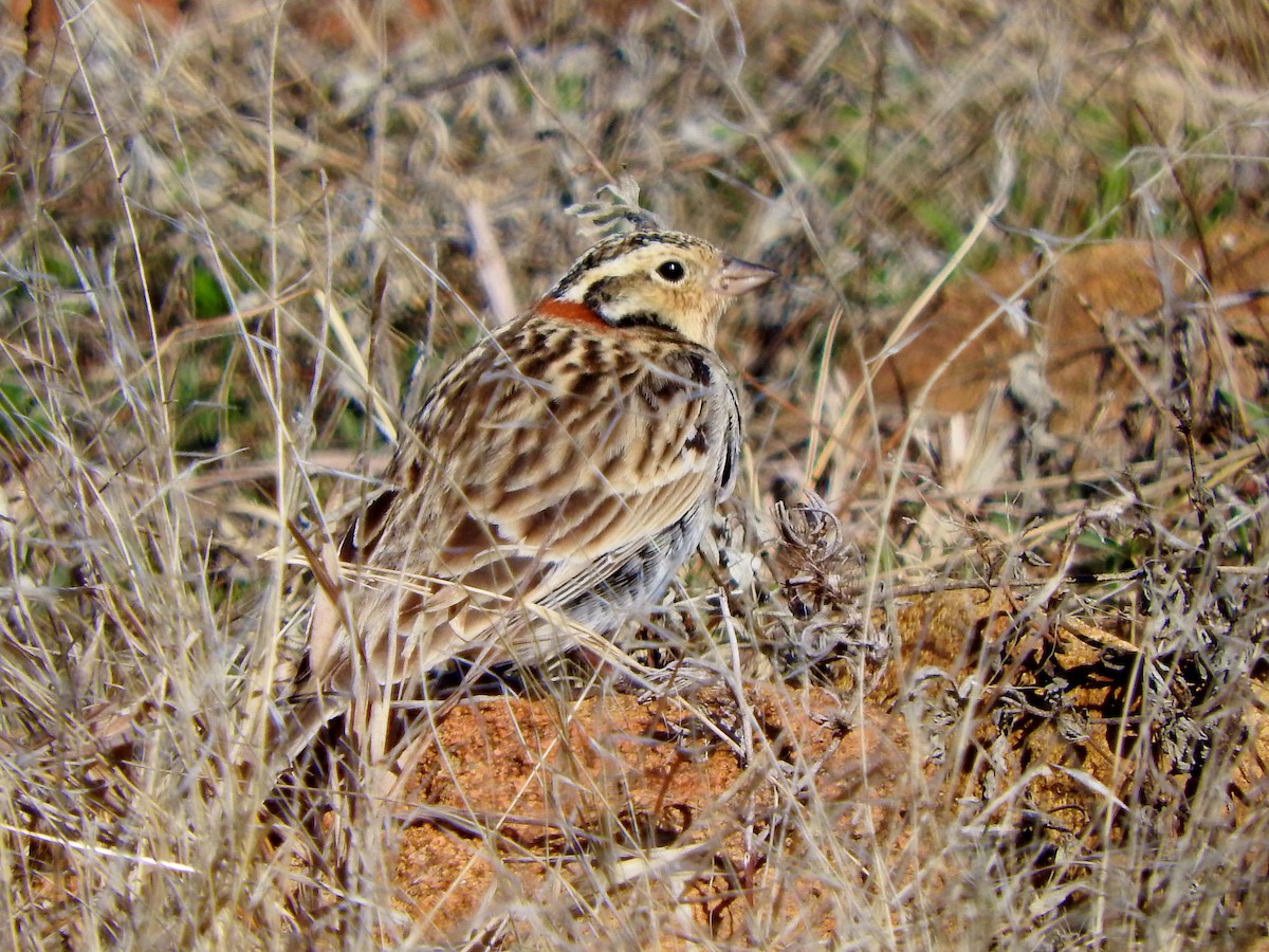 Chestnut-collared Longspur - ML49440831