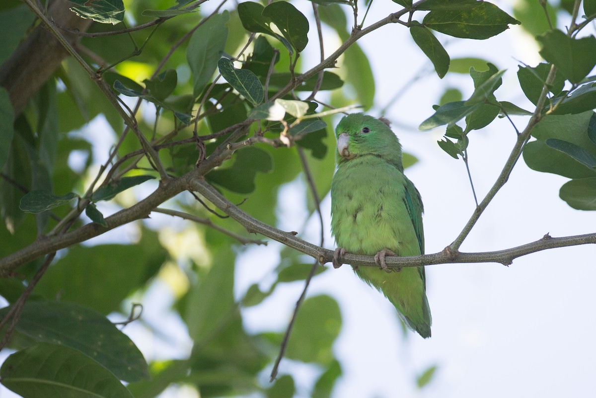 Spectacled Parrotlet - Chris Wood