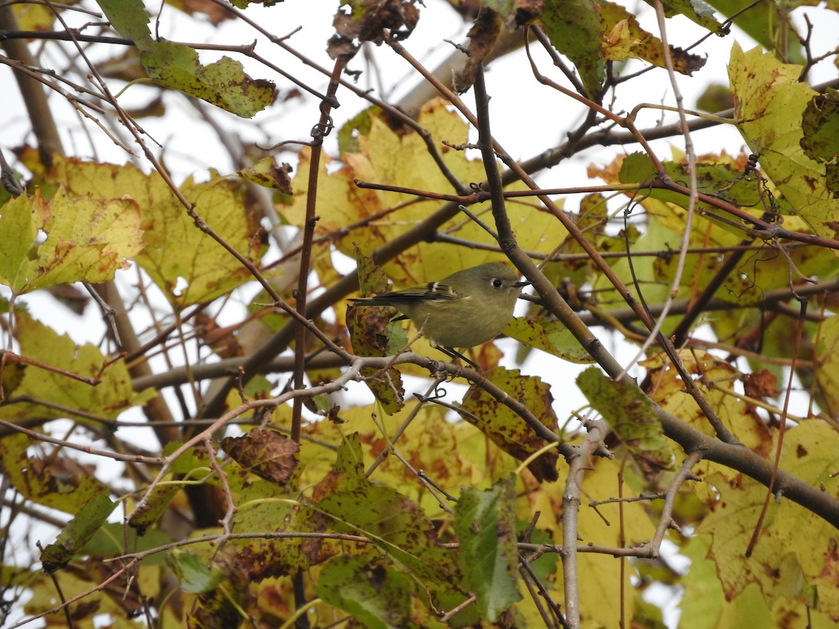 Ruby-crowned Kinglet - ML494410011
