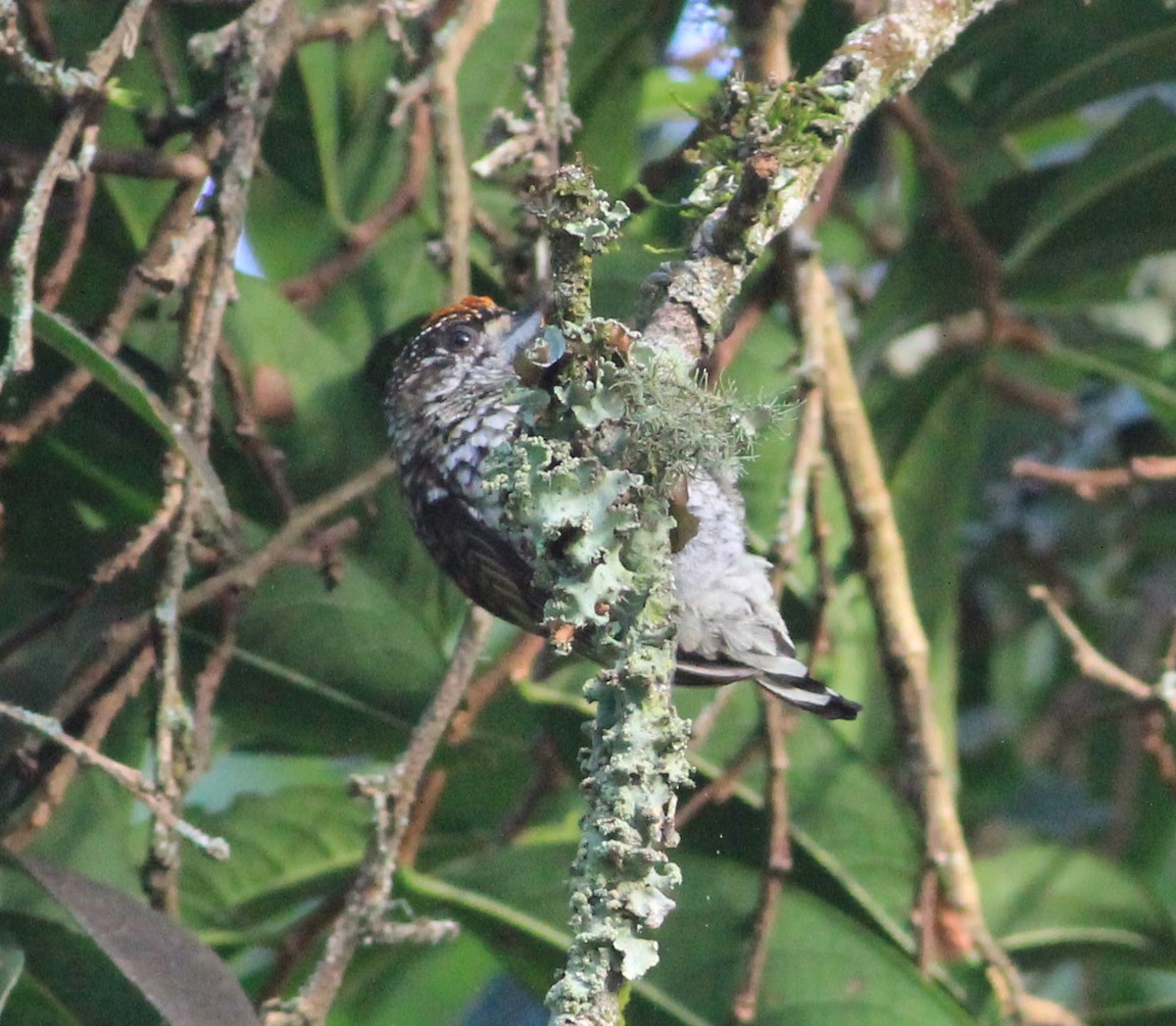 Scaled Piculet - Thad Roller