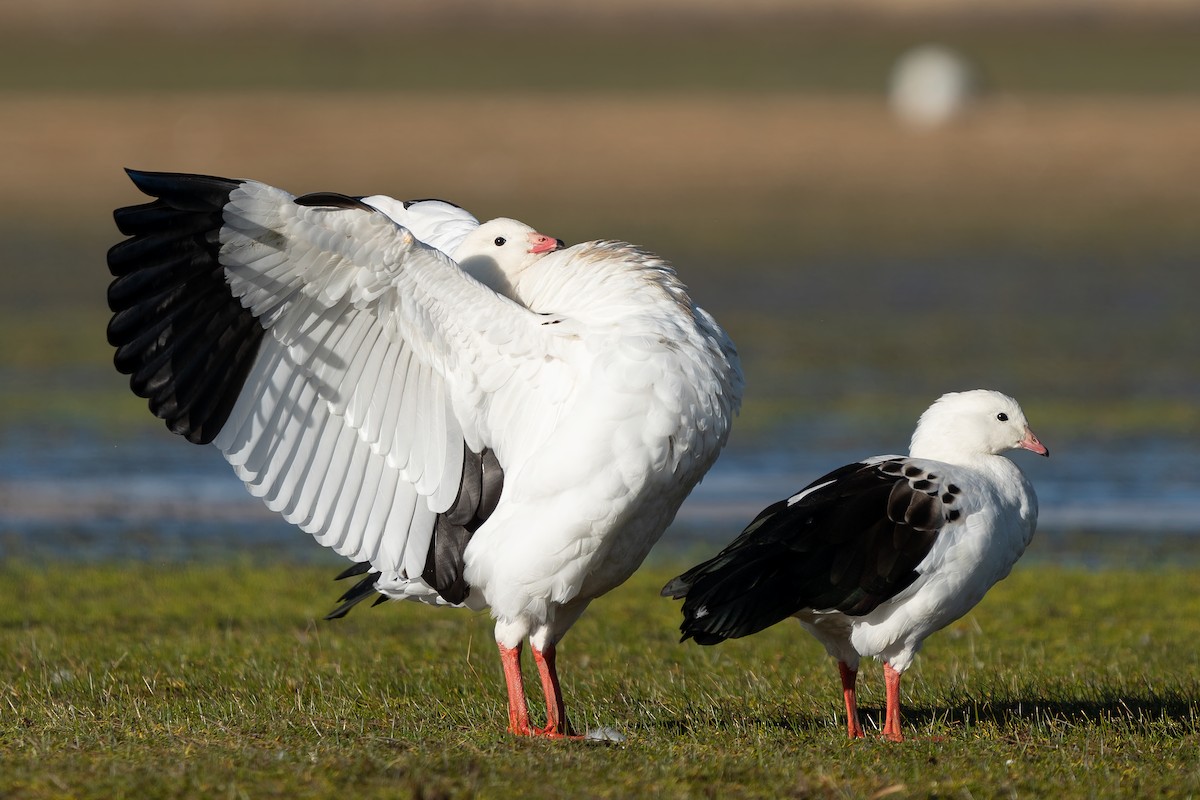 Andean Goose - ML494413451