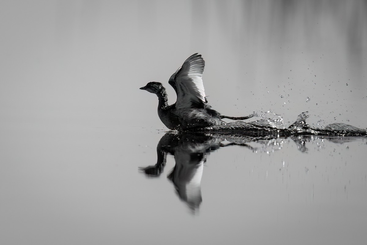 White-tufted Grebe - ML494413831