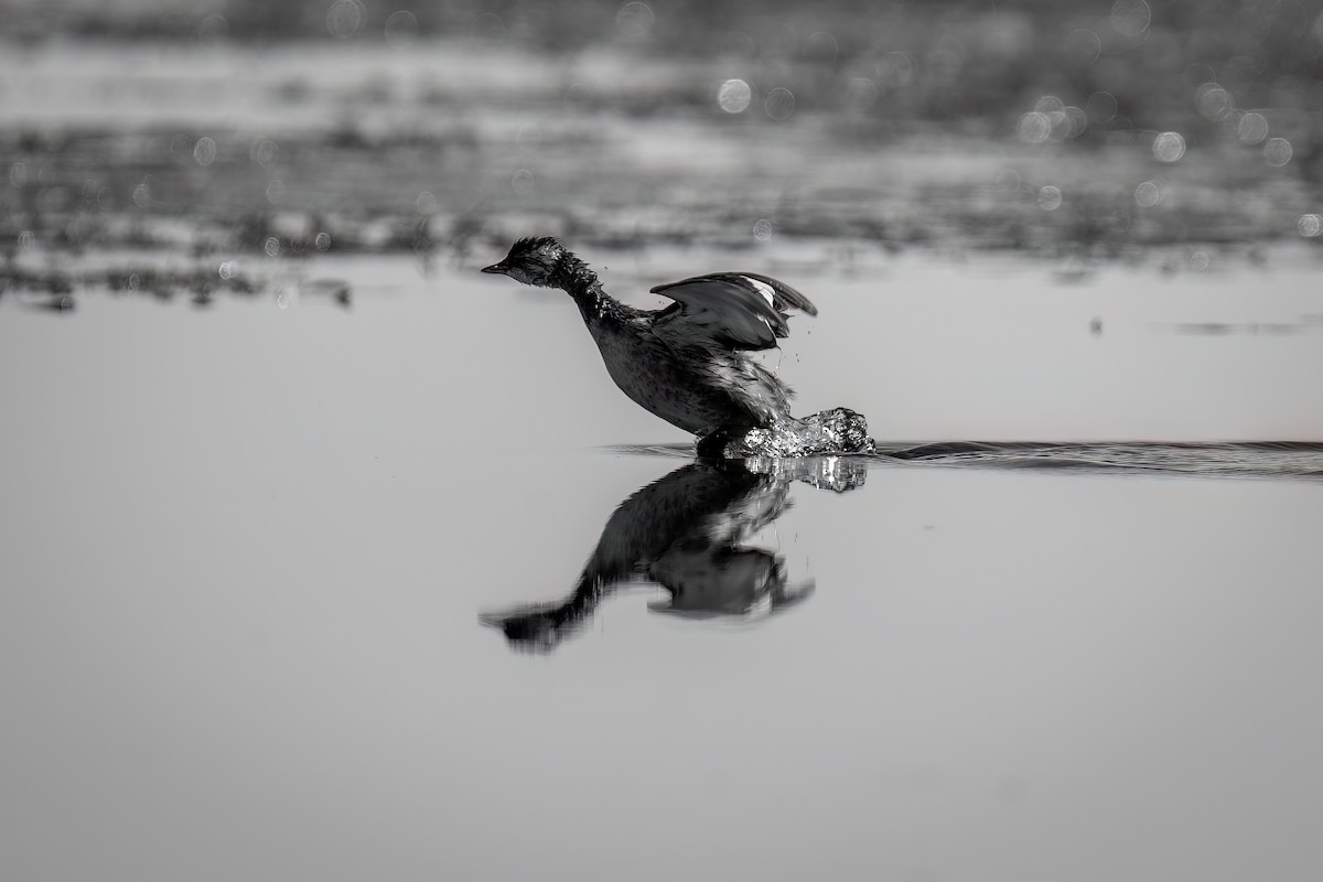 White-tufted Grebe - ML494413841