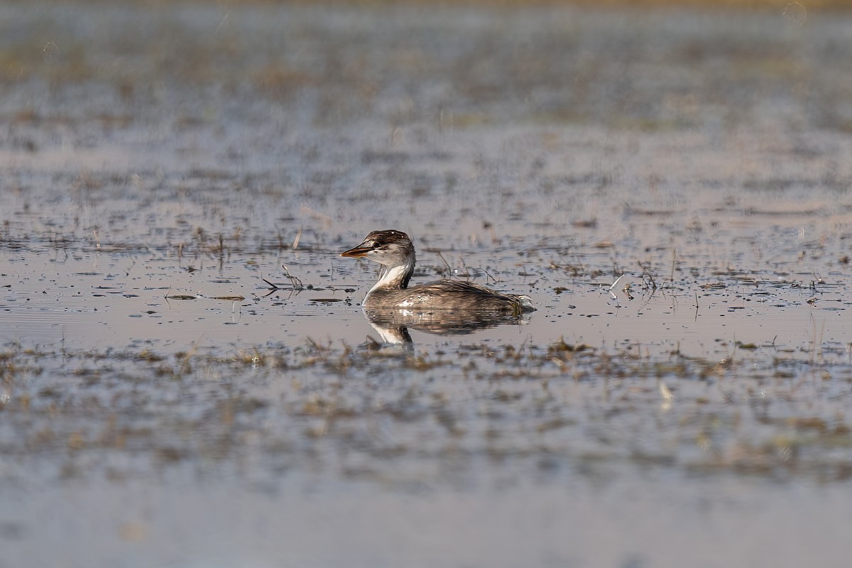 Titicaca Grebe - ML494413971