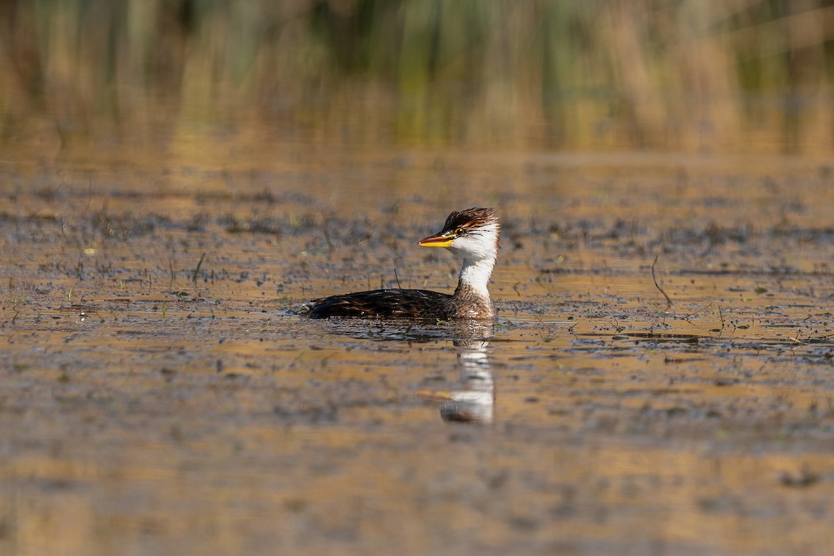 Titicaca Grebe - ML494413981