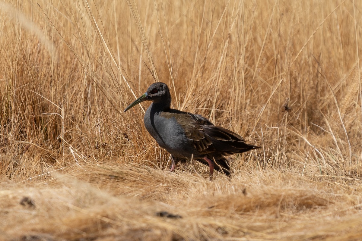 Plumbeous Rail - ML494414091