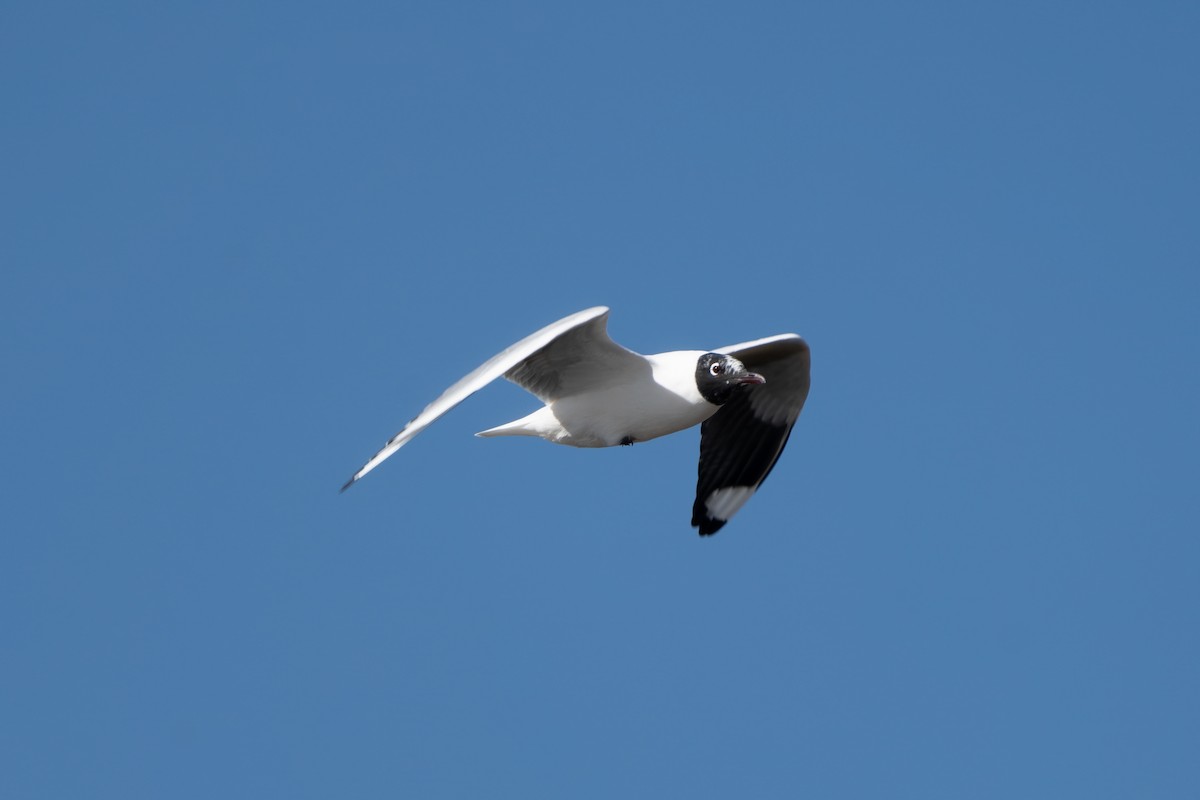 Andean Gull - Jack Oldham