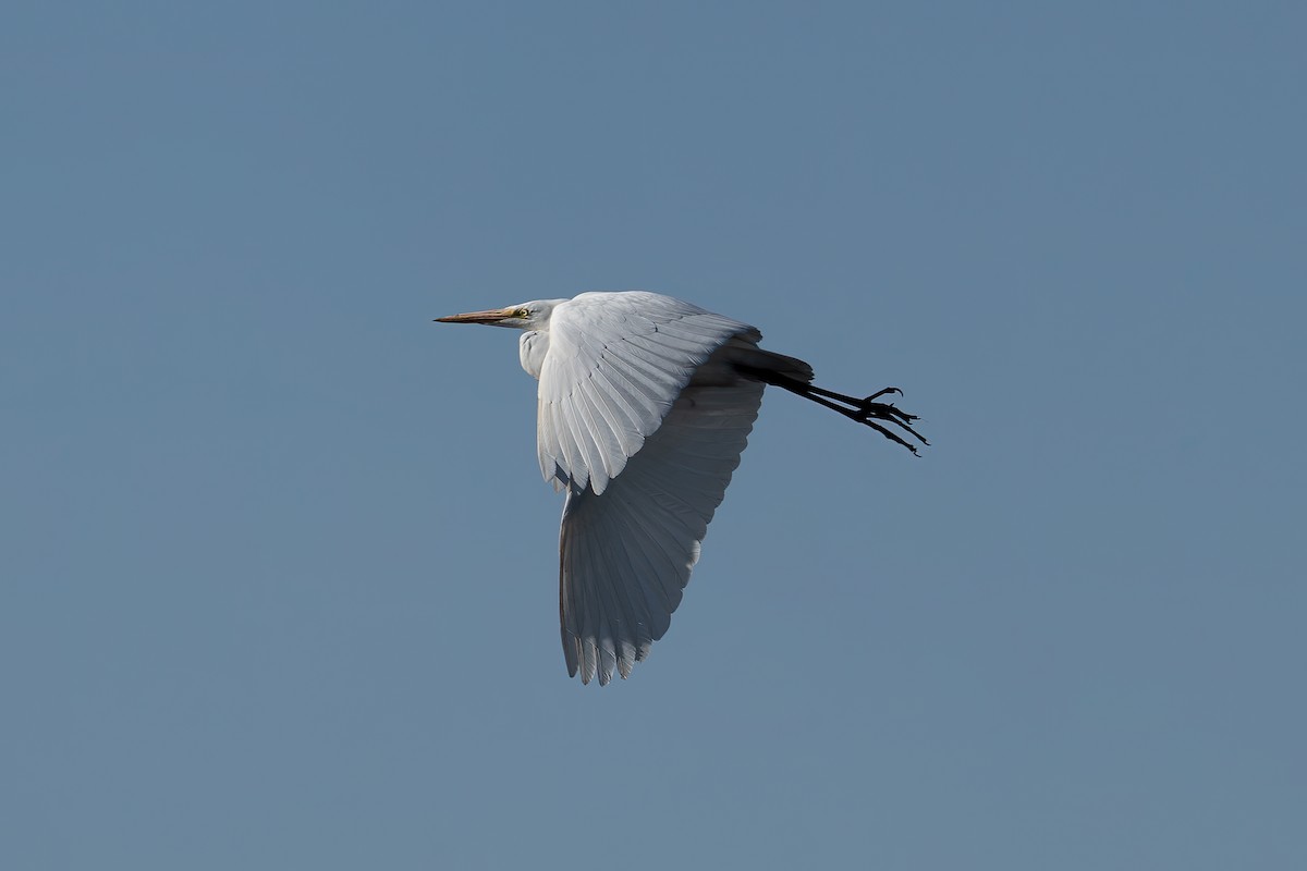 Great Egret - ML494414291