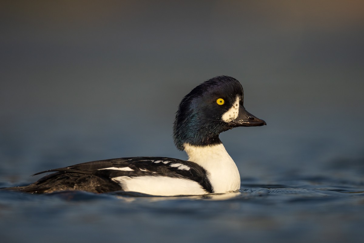 Barrow's Goldeneye - ML494414441