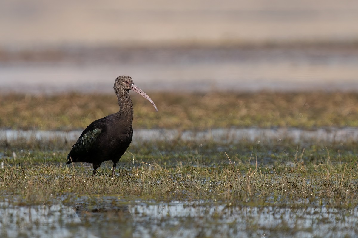 Puna Ibis - ML494414511