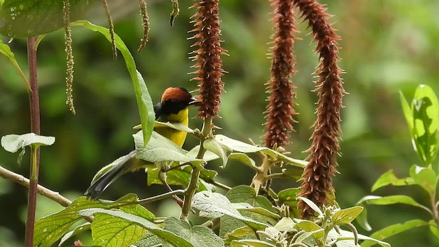 Yellow-breasted Brushfinch - ML494414631