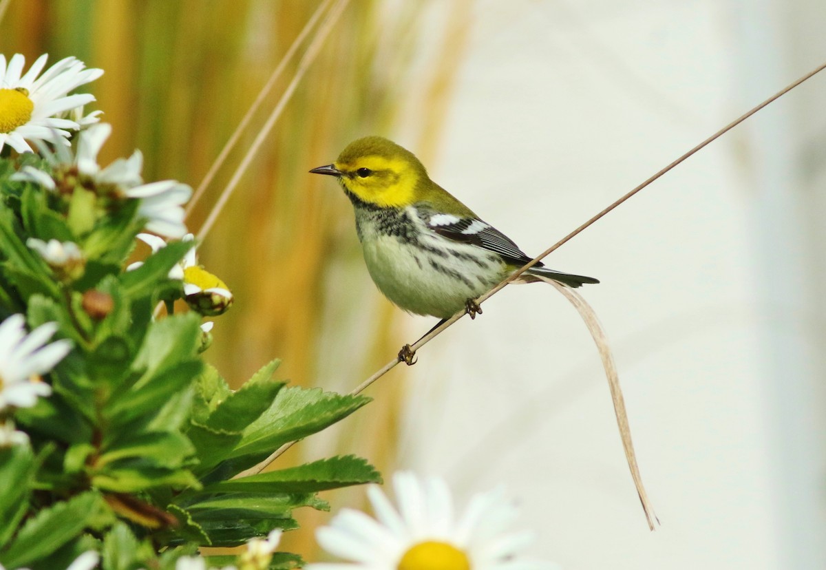 Black-throated Green Warbler - ML494415151