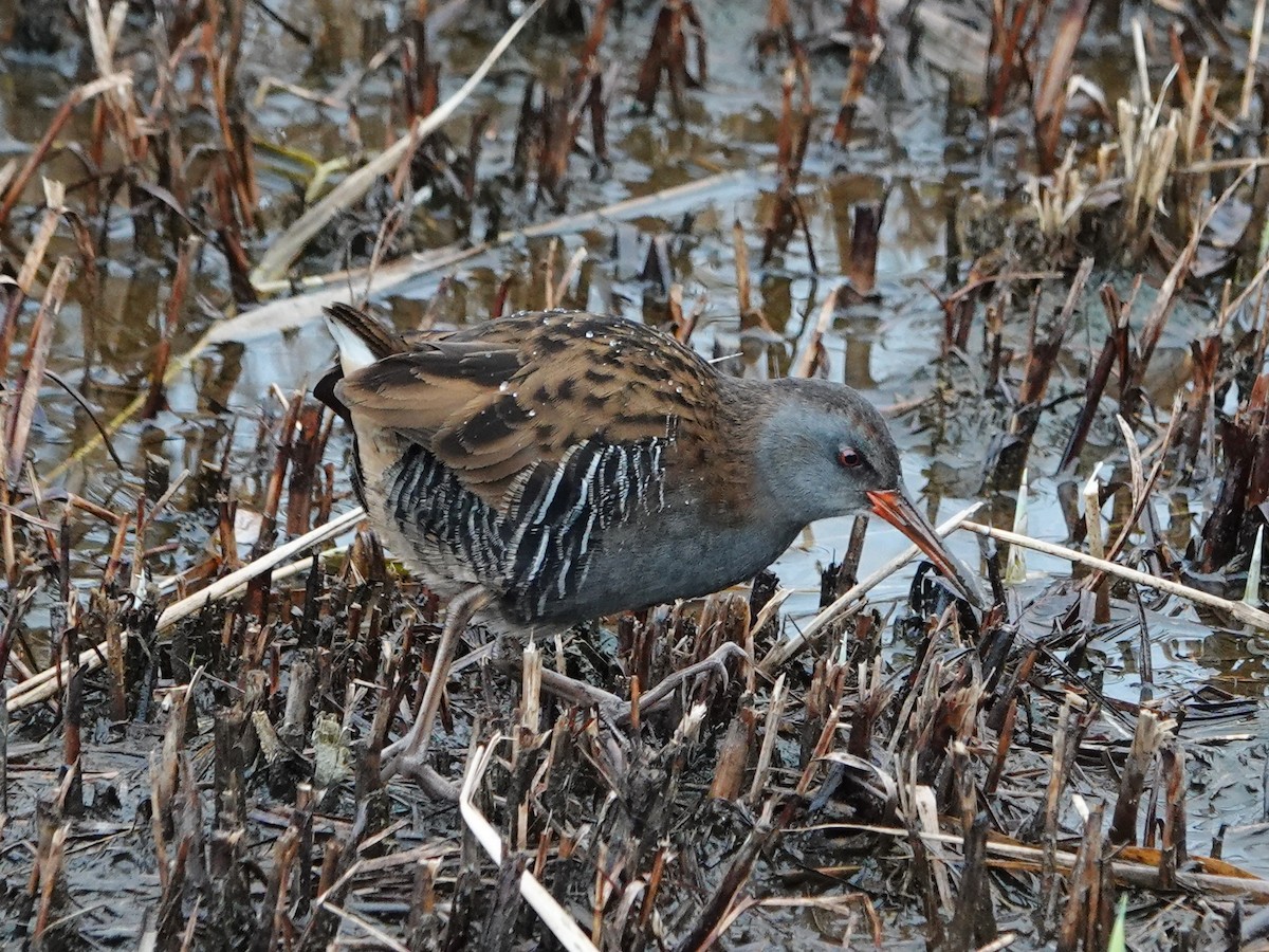 Water Rail - ML494415471