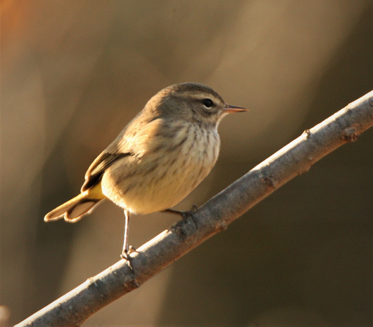 Palm Warbler - ML494415861