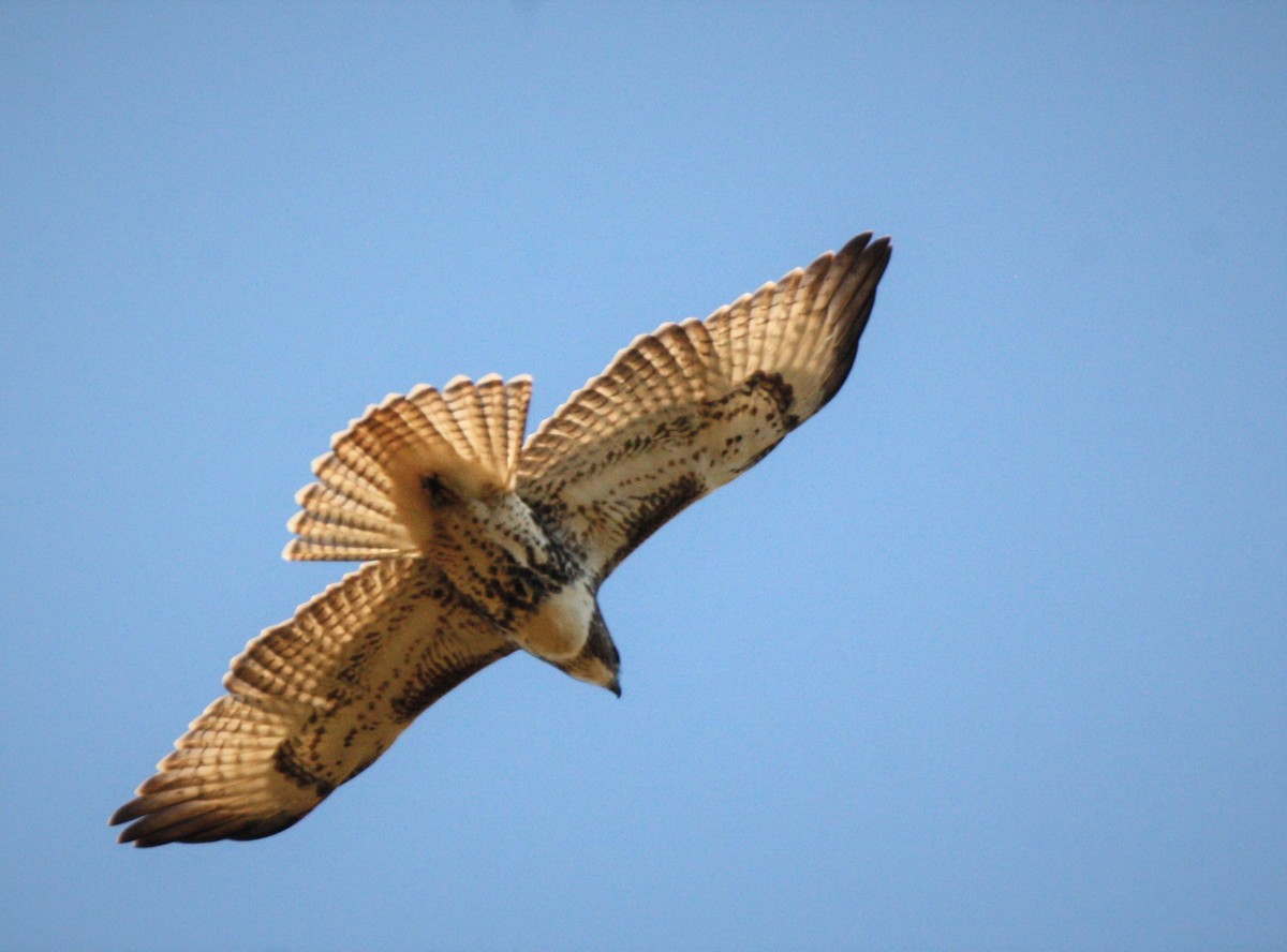 Red-tailed Hawk - ML494416321
