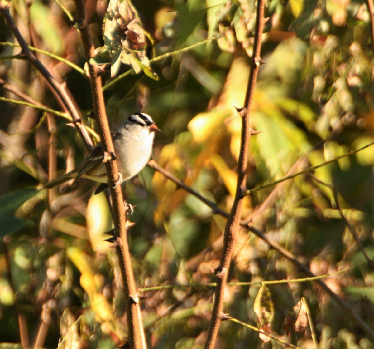 White-crowned Sparrow - ML494416641