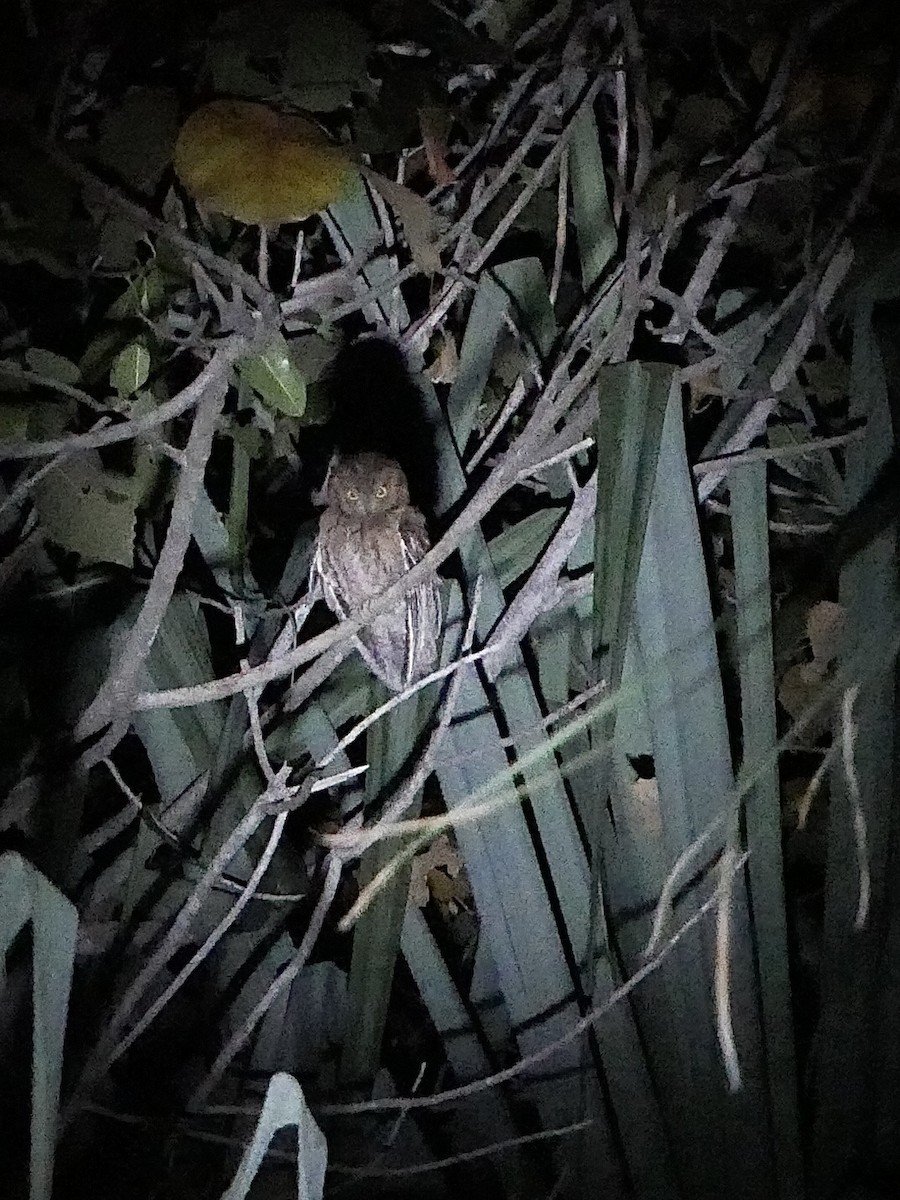 Madagascar Scops-Owl (Torotoroka) - ML494419461