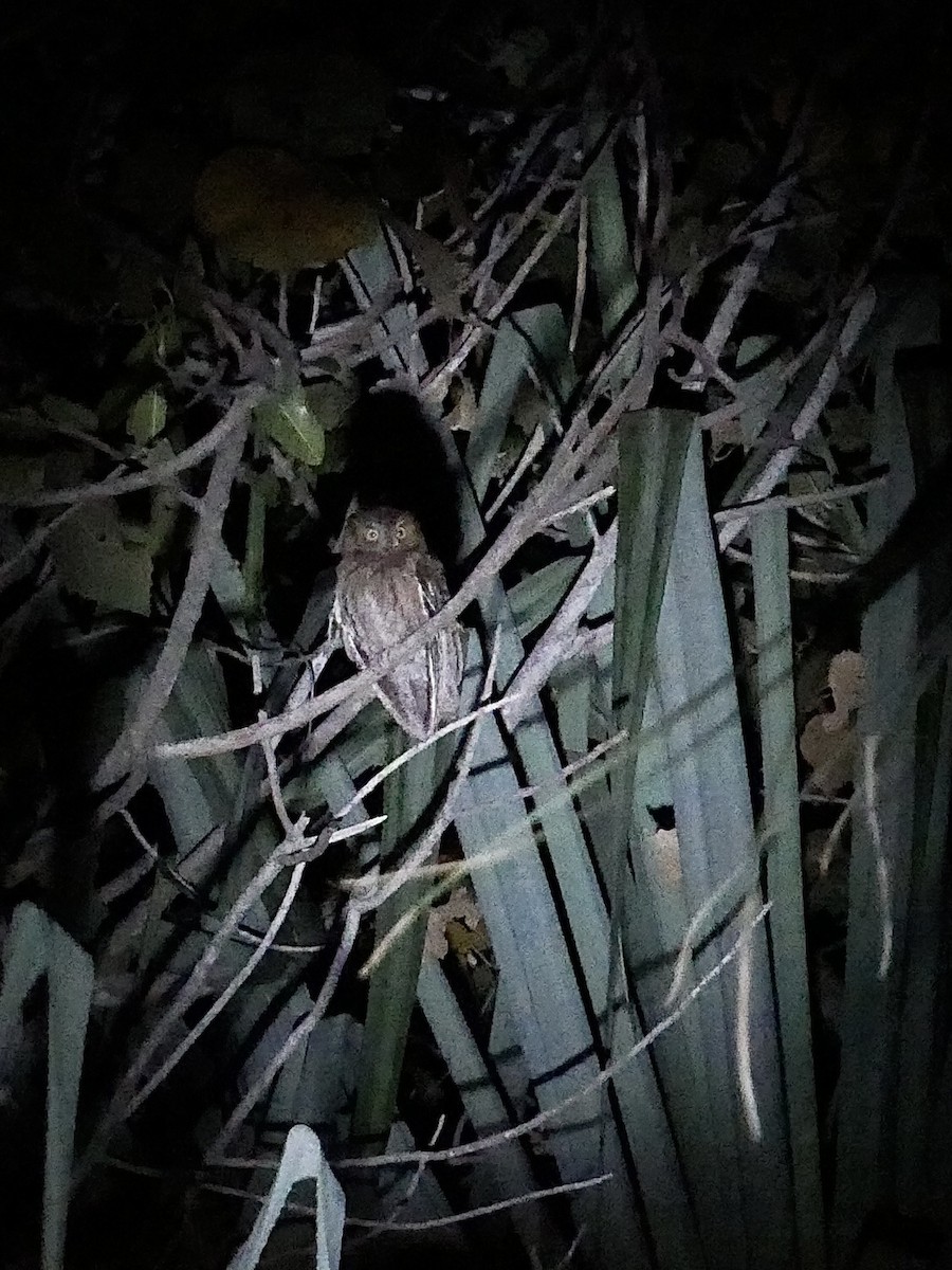 Madagascar Scops-Owl (Torotoroka) - ML494419471