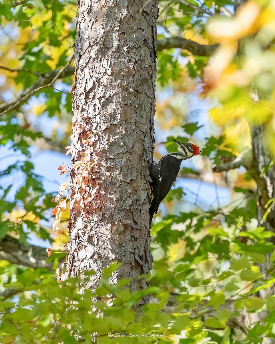 Pileated Woodpecker - ML494420561