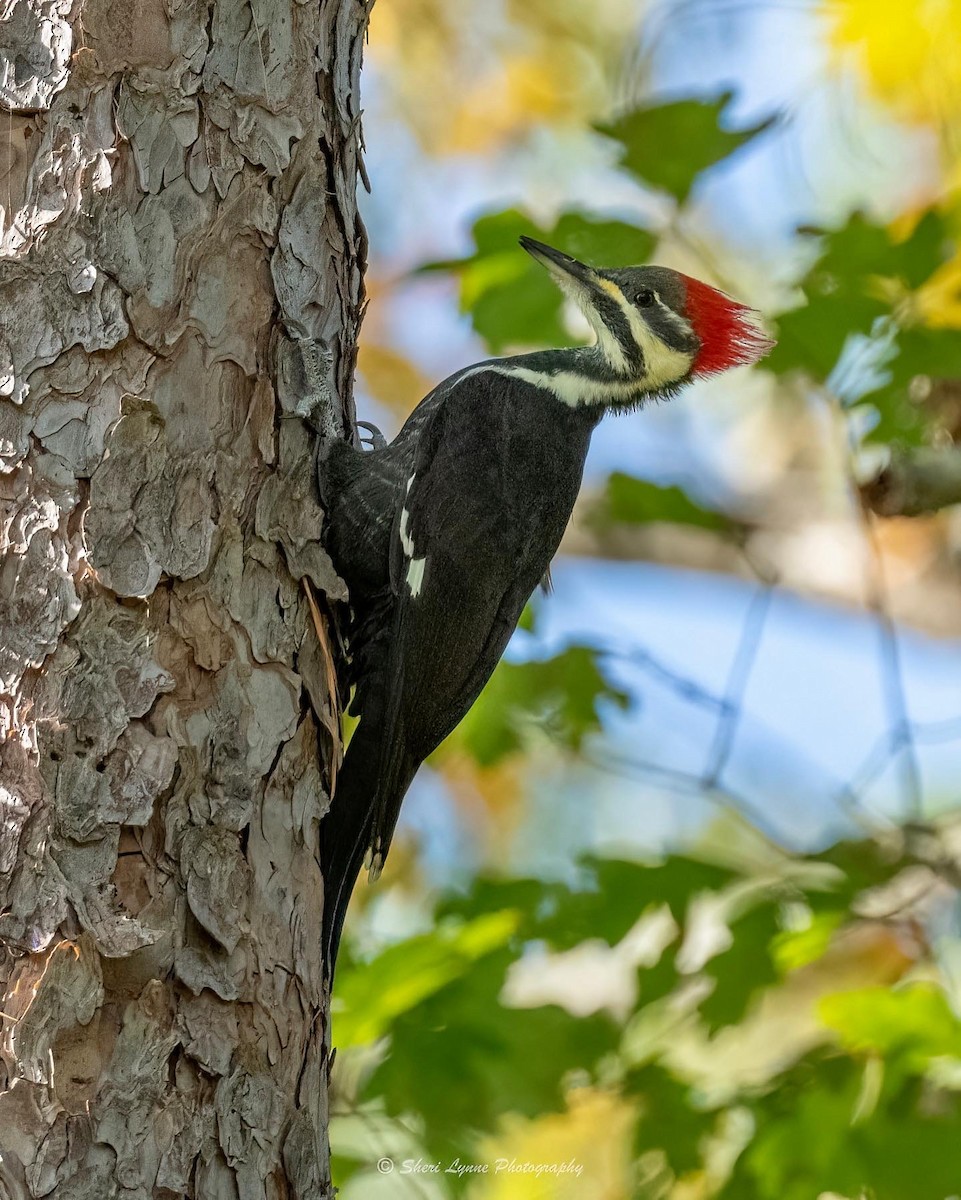 Pileated Woodpecker - ML494420571