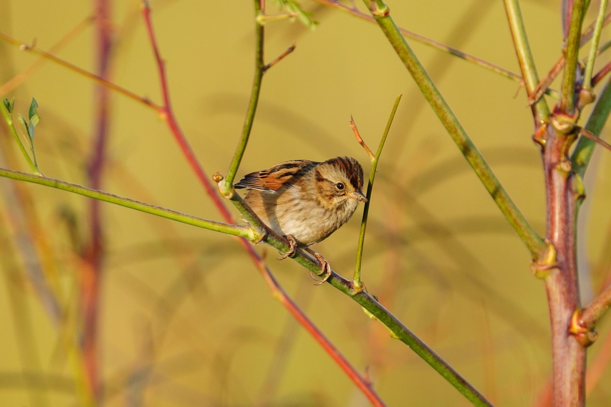 Swamp Sparrow - ML494423421